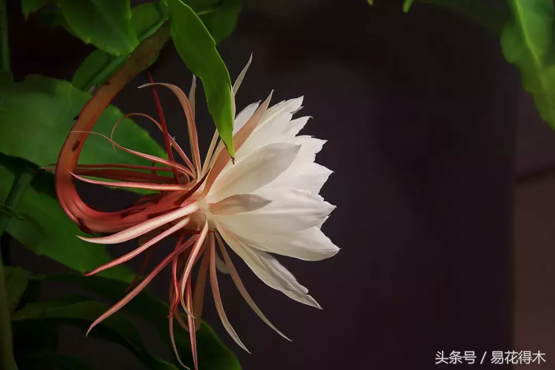 昙花一年可以开6次花,靠不靠谱?