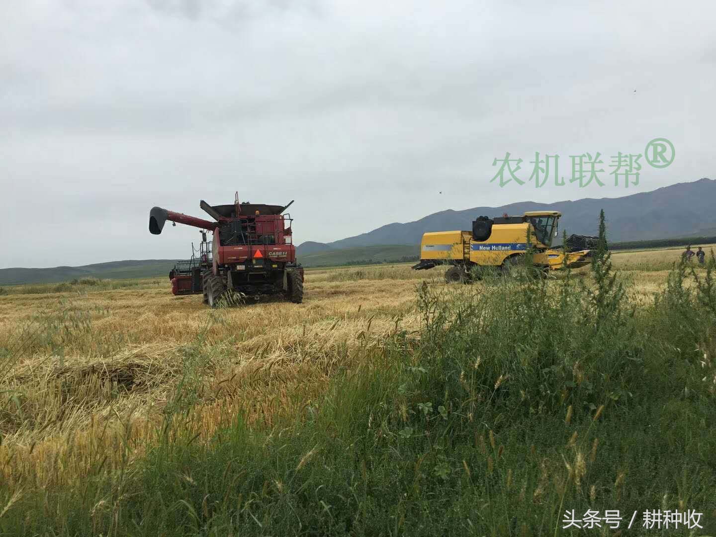 實(shí)拍我國(guó)西部地區(qū)引進(jìn)的世界級(jí)農(nóng)業(yè)機(jī)械，開(kāi)眼界了