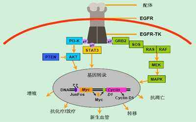 什么是EGFR？与肺癌有何关系？