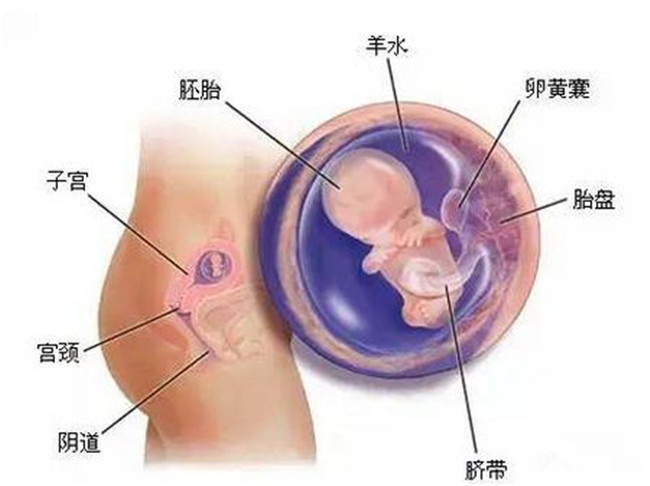 怀孕2个月胎儿有多大，怀孕两个月的症状和注意事项