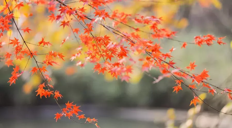 唯美！带你感受秋风古韵！