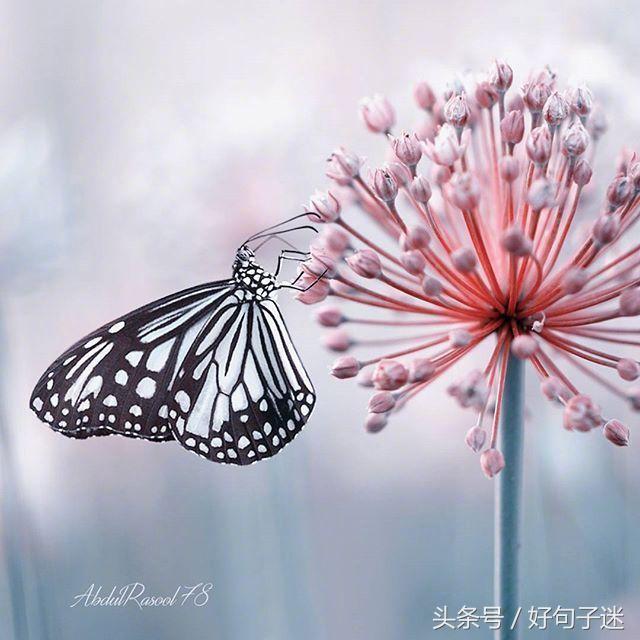 适合做qq签名的句子大全 笑不再纯粹，哭不再彻底图片