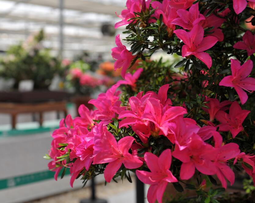 家里杜鹃花大把掉叶,学着弄懂花根问题,