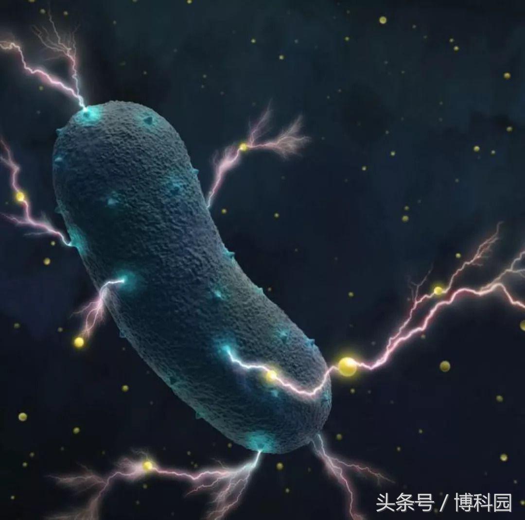 新研究表明：肠道里的细菌会产生电流！