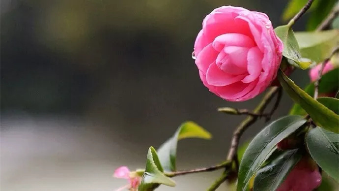 十大名花入诗词：一花一诗，惊艳千年！-第6张图片-非凡网