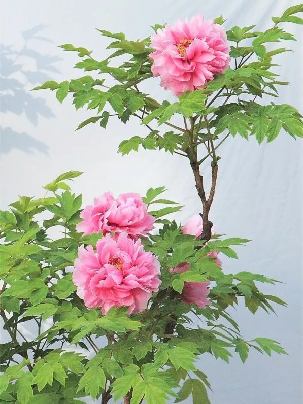 十大名花入诗词：一花一诗，惊艳千年！-第1张图片-非凡网