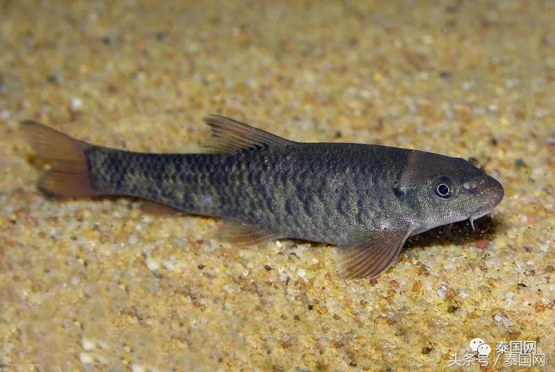 火遍全泰的這種“小魚(yú)啃腳Spa”，你可知有多大健康風(fēng)險(xiǎn)？