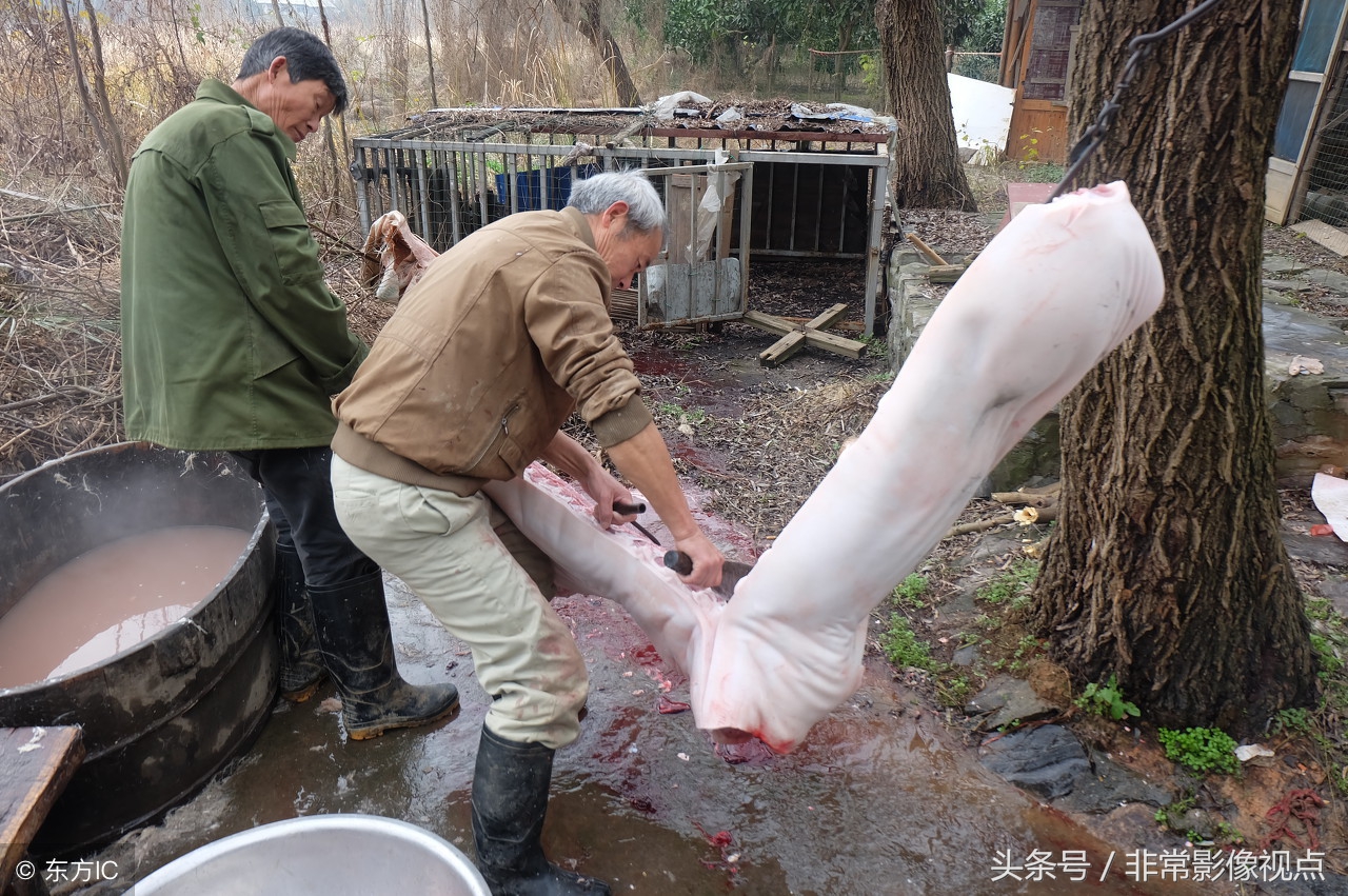 湖南常德:乡村夫妻"杀猪匠",两人最多一天杀过十多头猪