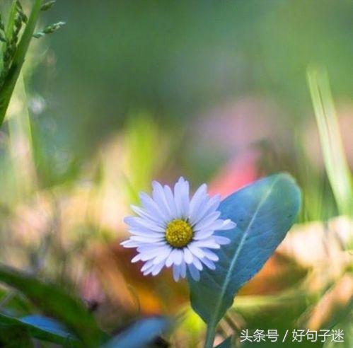 美到窒息的简短句子，气质满分，一眼惊艳图片