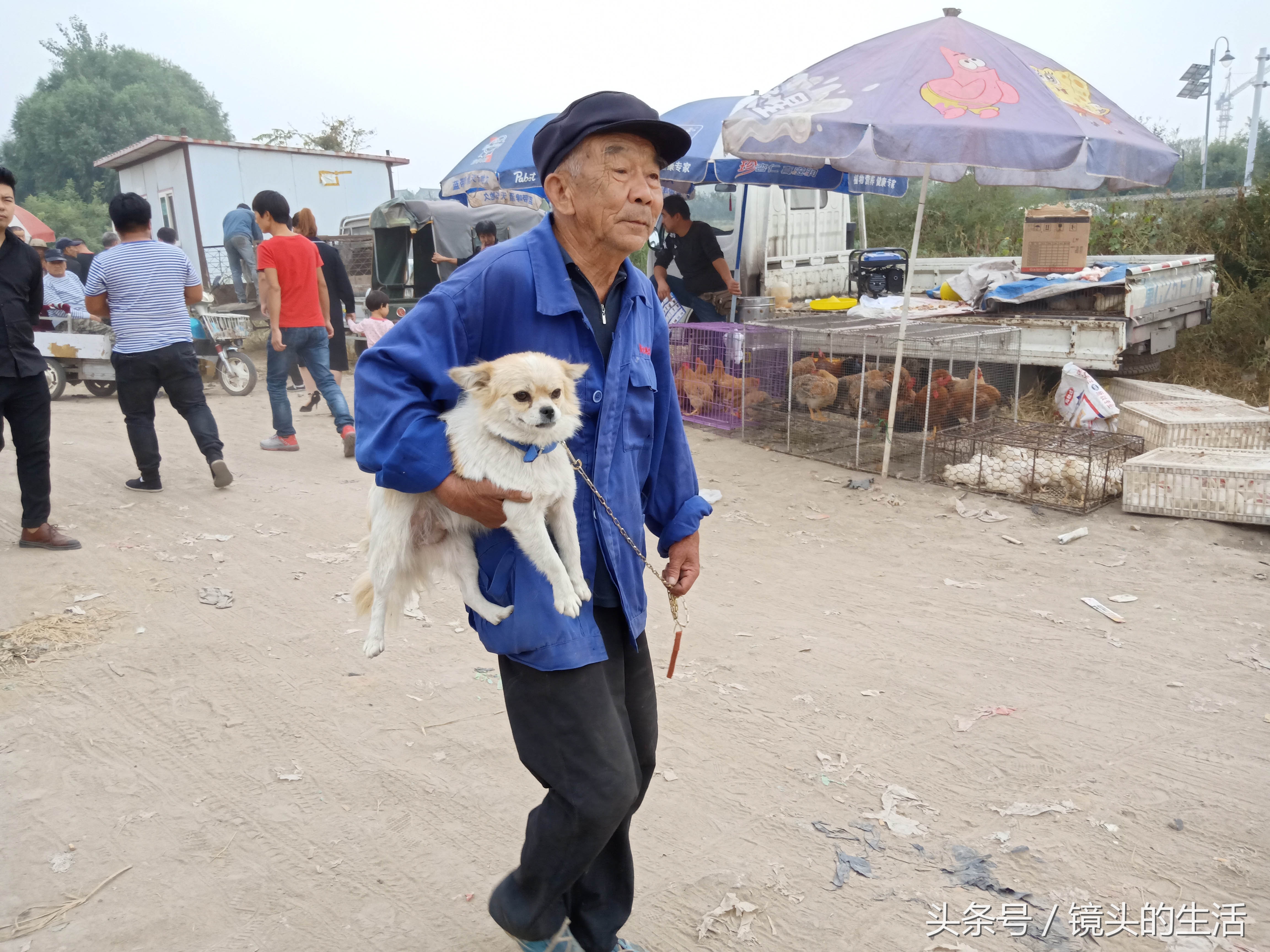 狮子狗价格多少钱一只，狮子狗价格表及图片