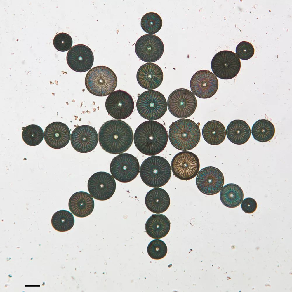 硅藻既不是动物，也不是植物，那它到底是什么？
