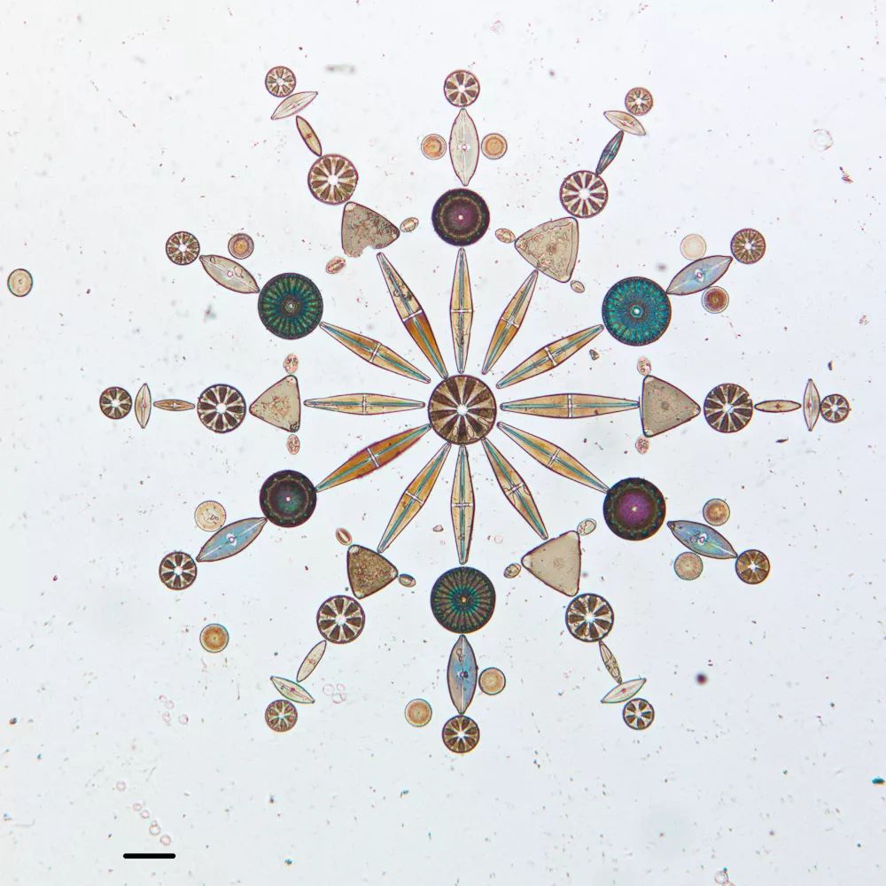 硅藻既不是动物，也不是植物，那它到底是什么？