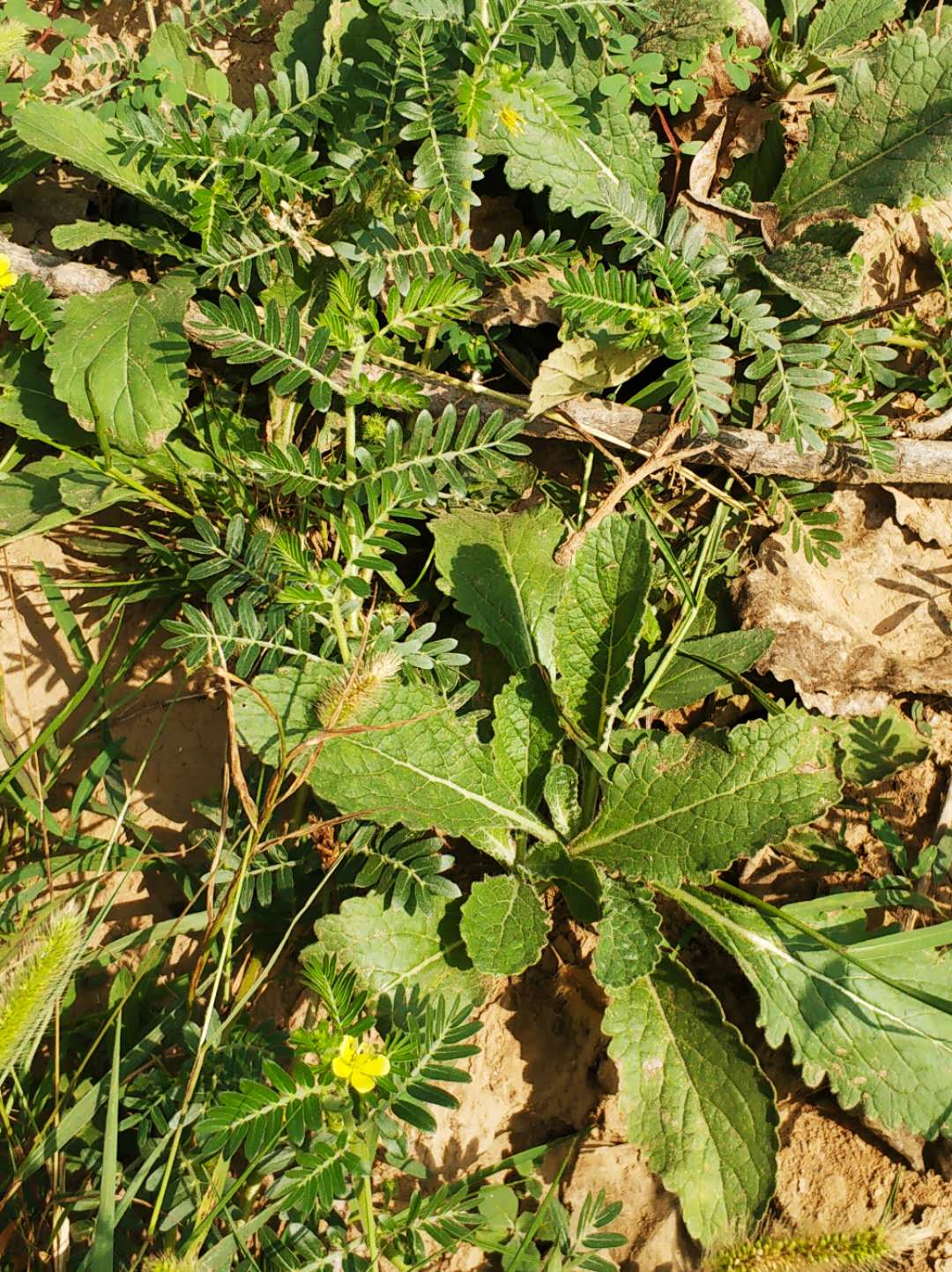 地黄,多年生草本植物,农村野外常见的一种中药材,又叫生地,怀地黄,生