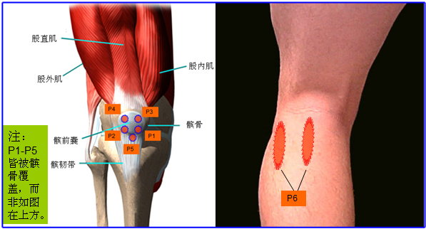 痛点4(p4):髌骨外上缘.