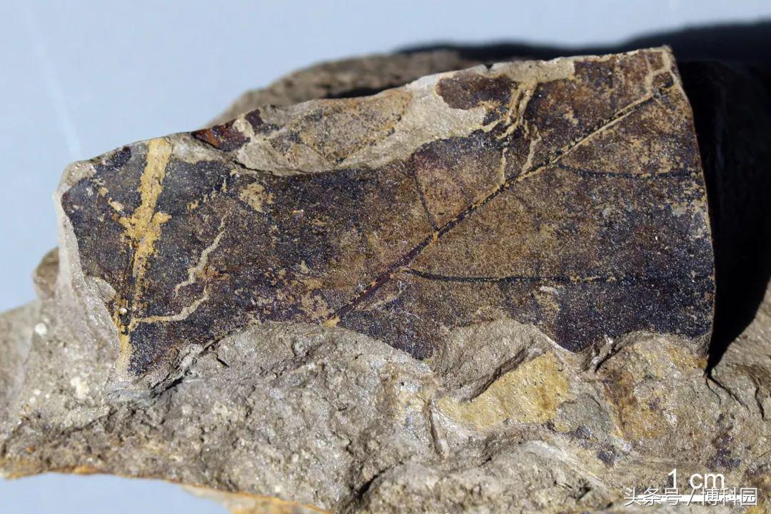 发现最古老的开花树木化石，而且还很大