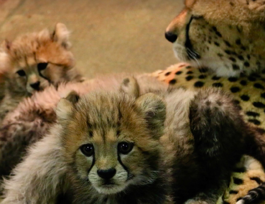 这只大猫真能干,一次产下8只幼崽,动物园