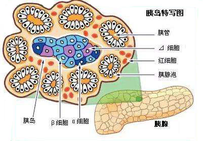 保护好它血糖才能长久稳定！看看你的胰岛功能还剩多少？