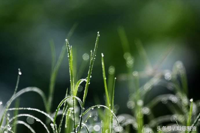 历代咏草诗词精选二十四首 恨如芳草，萋萋无数，凭栏总是销魂处-第13张图片-诗句网