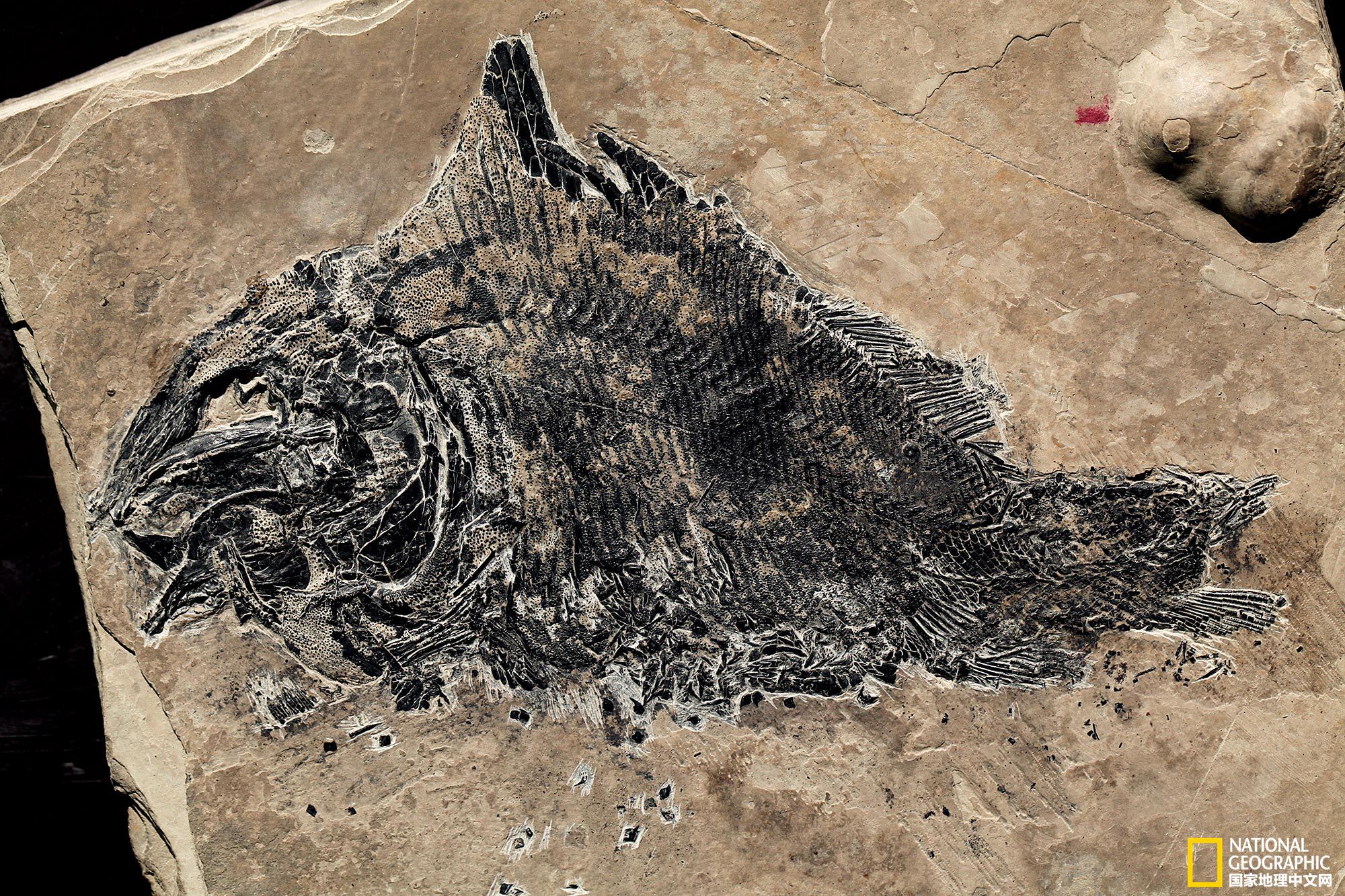 罗平生物群鉴出113种化石,新命名32种,是古生物界一次重大发现