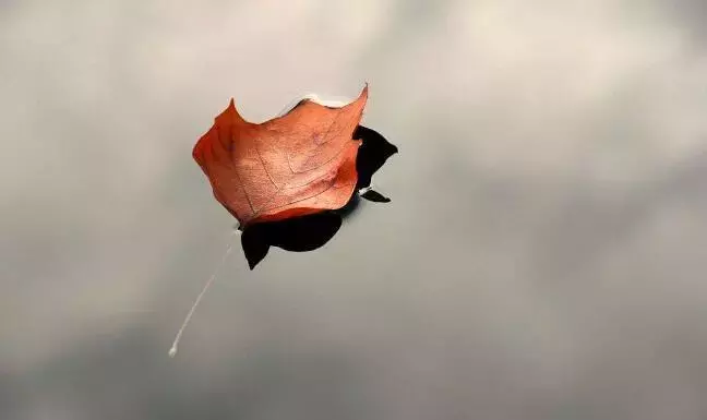 佛系美女希望树诗词作品集:一片痴心蒙不弃,空花水月对谁开