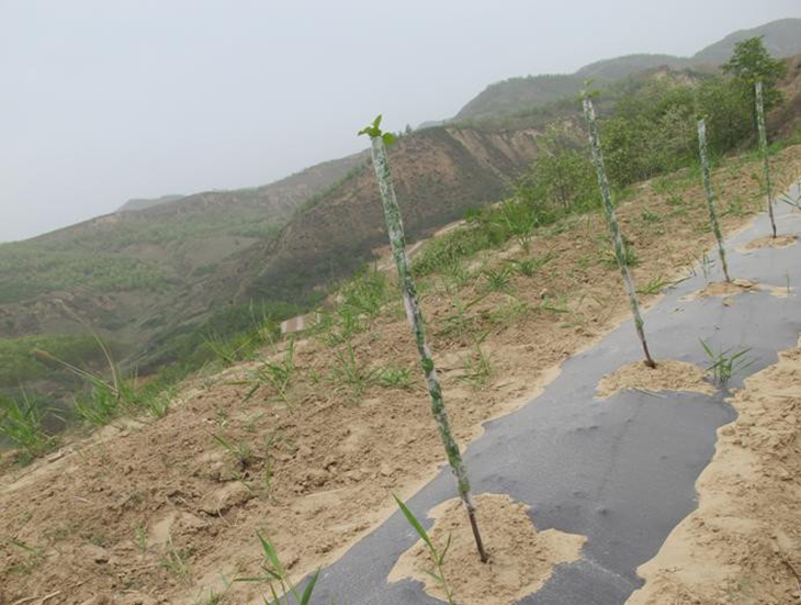 苹果树栽培技术｜苹果树的栽植方法与栽后当年管理技术