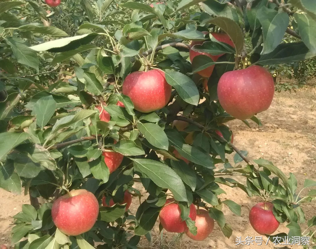 苹果树图片,苹果树图片大全