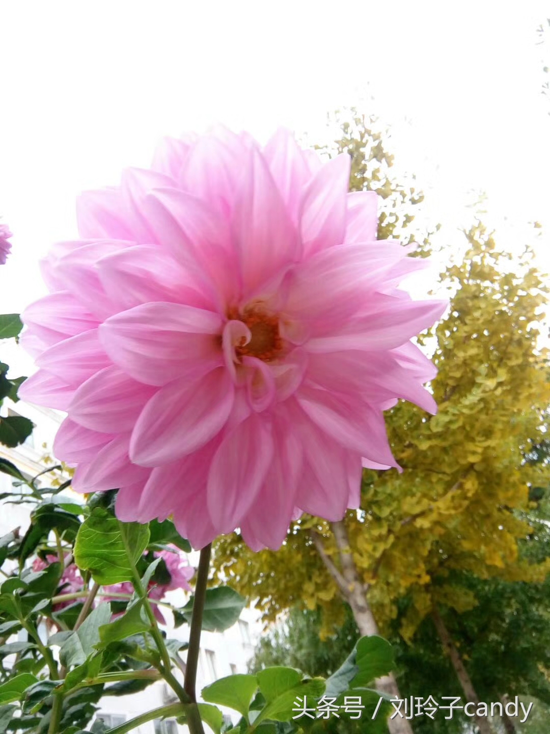 深秋的黄昏,小花园里有一丛大丽花在开放