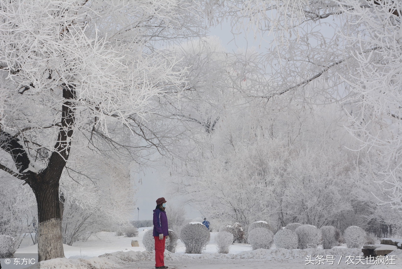 大雪节气到 大雪 是什么意思 会下雪吗 都有哪些习俗 三农 蛋蛋赞