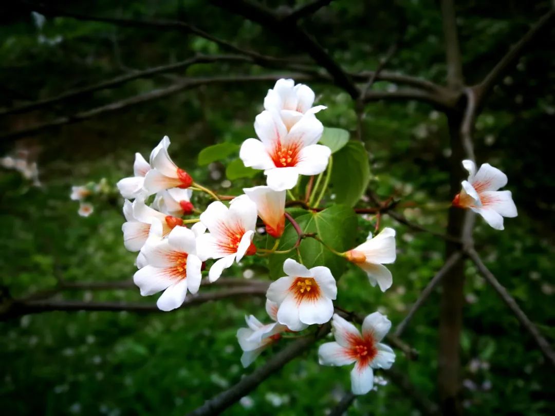 紫桐花发即清明，十二首桐花的诗词，又沉静又素雅-第3张图片-诗句网