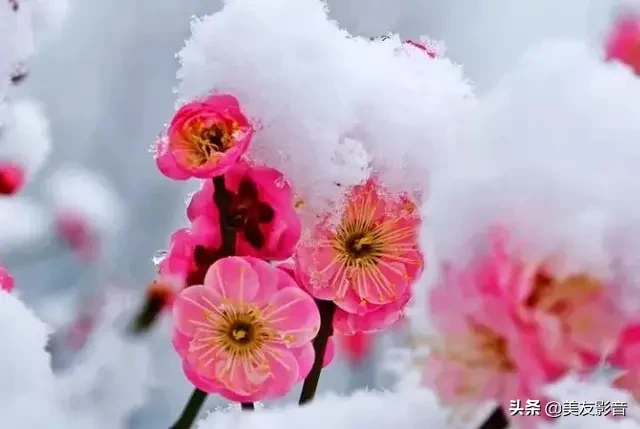 关于梅的诗句大全 梅雪争春未肯降，骚人阁笔费评章图片