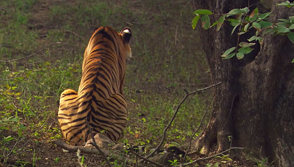 最強貓科的老虎 遇到大象會慫嗎 它會怎麼做 時空探索 Mdeditor