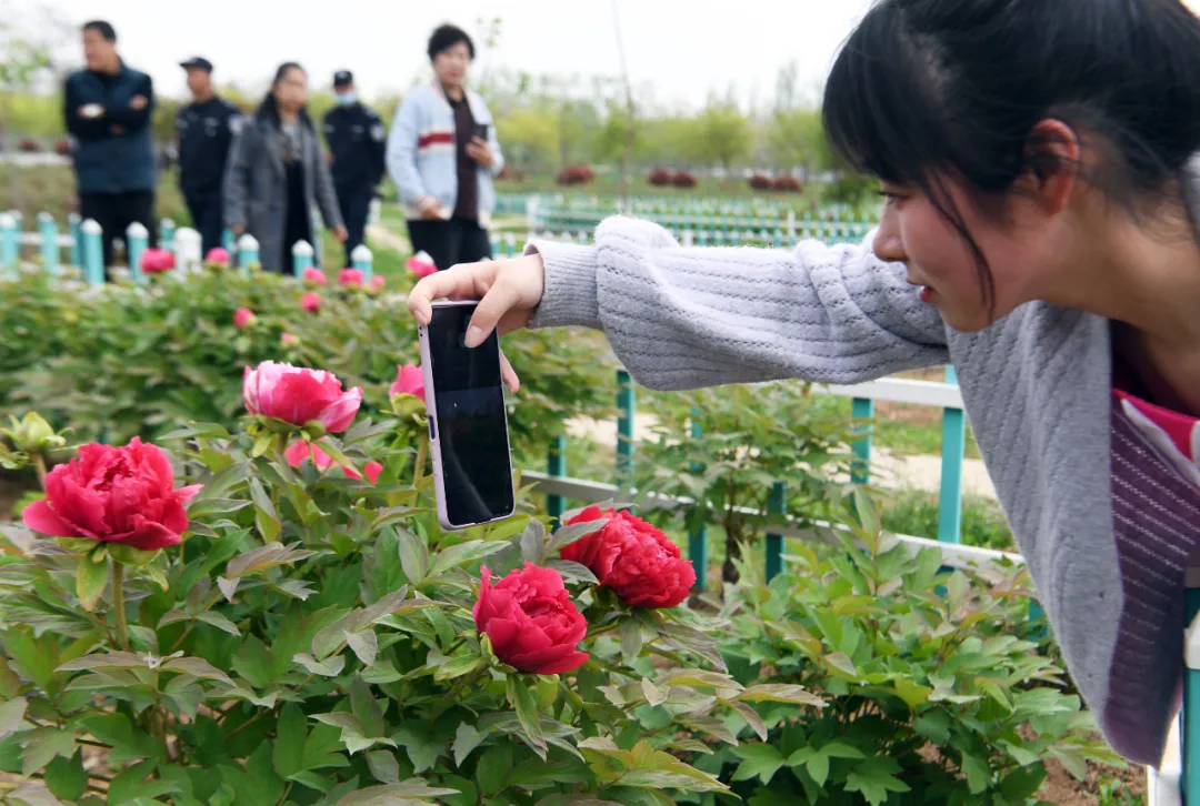 牡丹花开正当时，邀你一起来亳州赏花