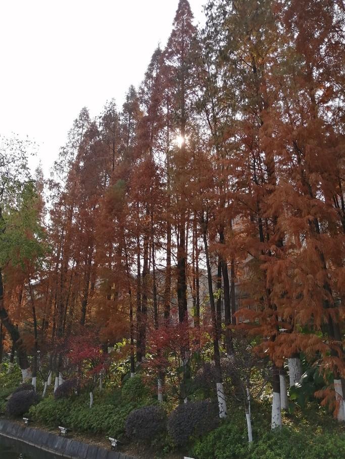 桂林杉湖边，那一排红红的杉树，与日月塔媲美