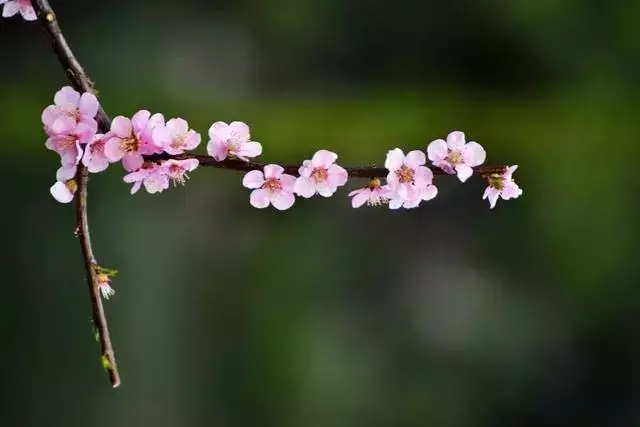 佛说：花开花落，便是人生