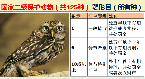 国家最新125类二级野生保护名录，图片及违法对应刑责