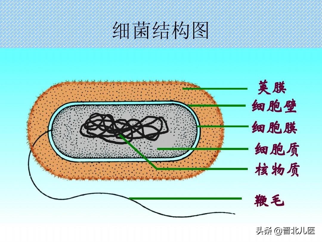 农乐生物 疫情来袭,来了解一下微生物!
