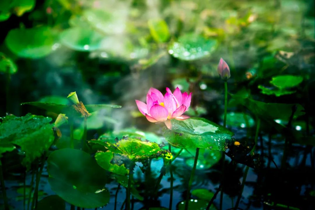 关于夏雨的唯美诗句 回塘雨脚如缫丝，野禽不起沈鱼飞。图片