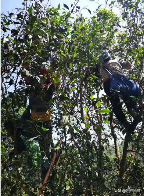 Ma Yun you should retire, had asked these tea grower brother? 