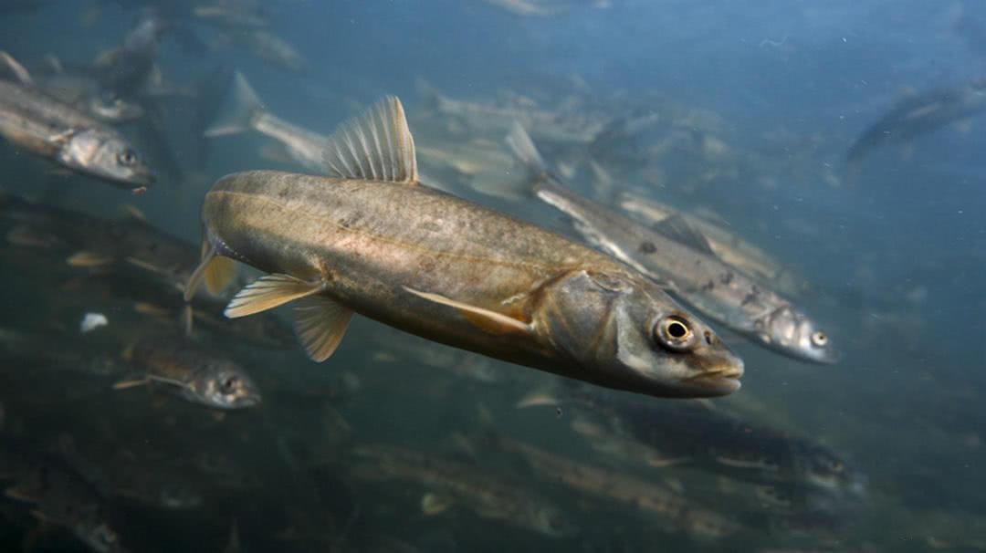 有研究表明青藏高原鱼类体内富集ddt的系数,相当于北极熊,由此可见