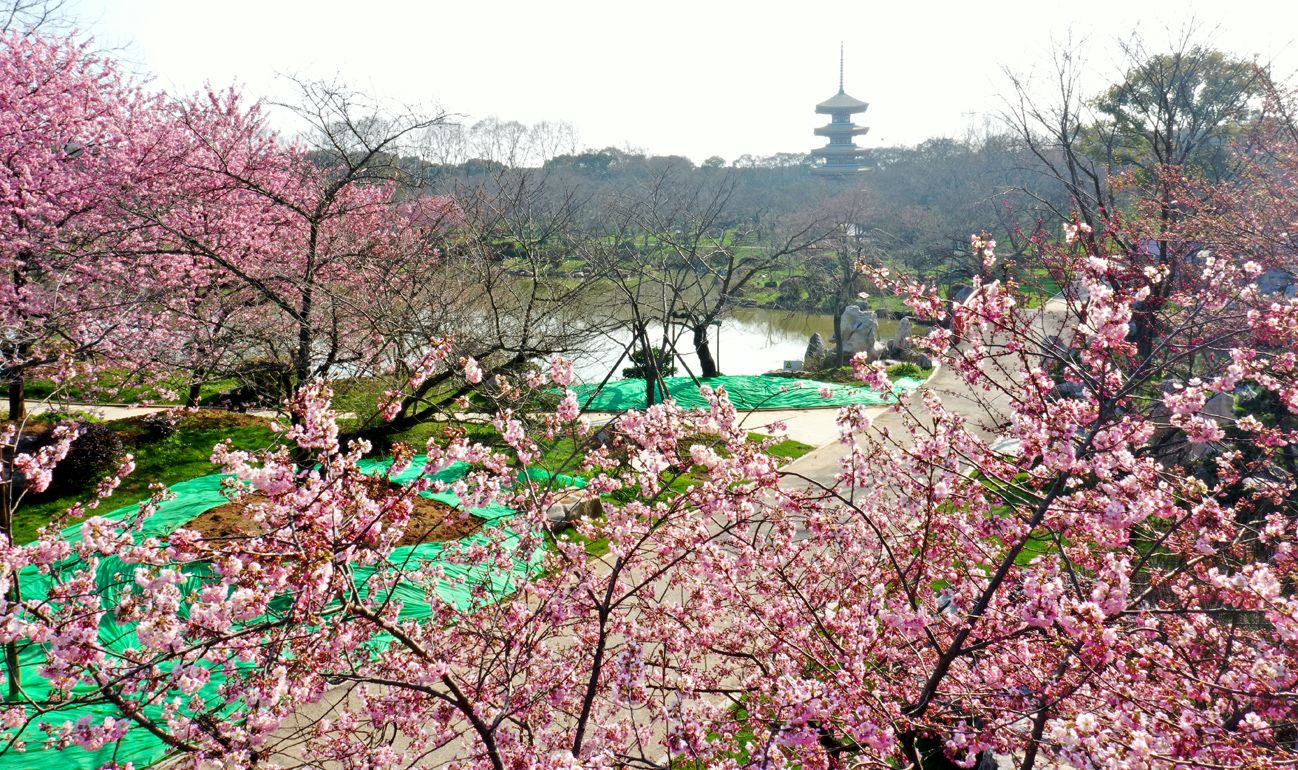 等不及了！全城的花花们带来春的讯息｜城市摄影队