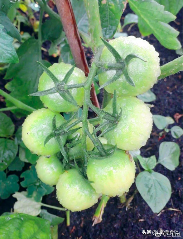王祖藍曬自家菜園，吸引10萬網友點贊，網友：嚮往的生活太美好了