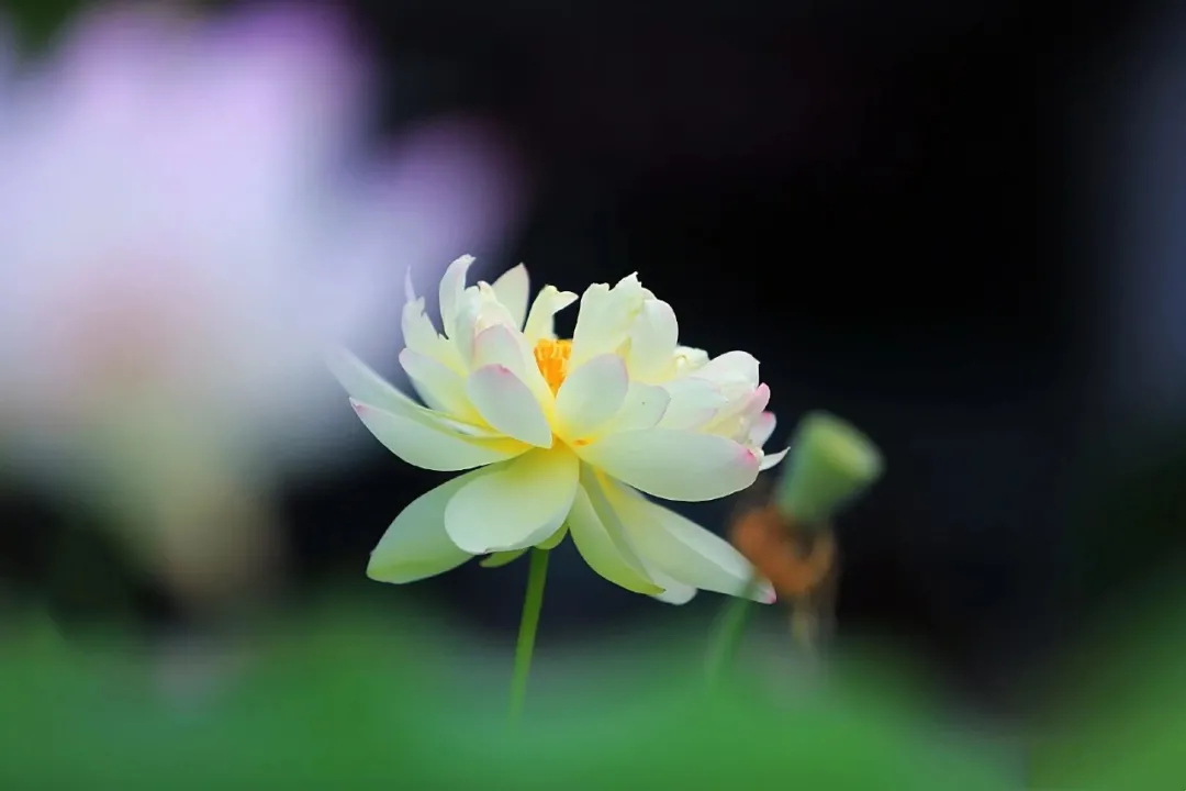 择一片幽静地，让心清零-第4张图片-诗句网