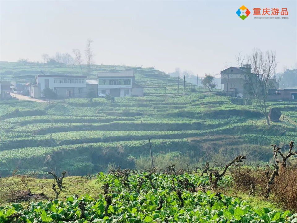 世界三大腌菜：闻名中国的涪陵榨菜，历史超百年，年产值达120亿