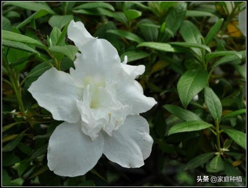 杜鹃花的特点和资料（杜鹃花的栽培方法）