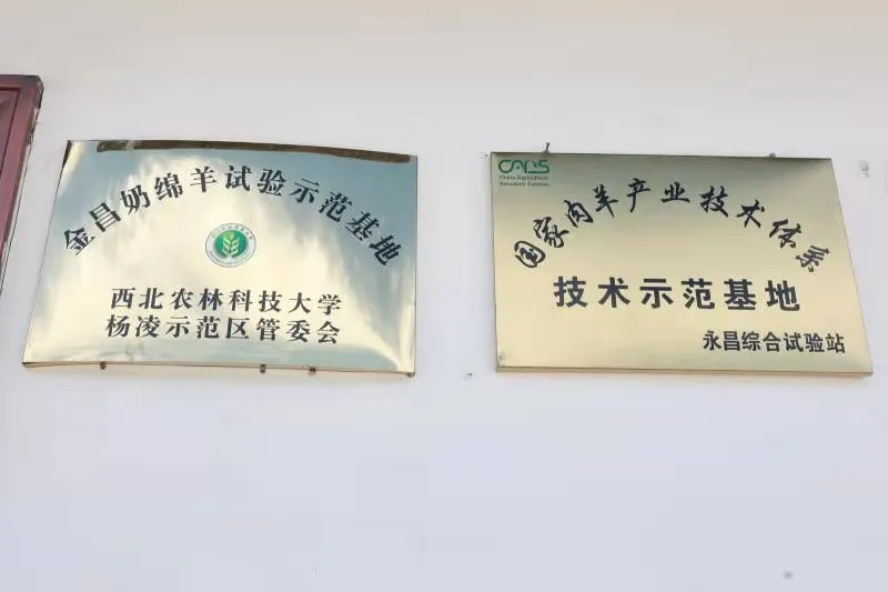 奔跑在小康的路上⑤ | 杨凌农科“加码”金昌“奶绵羊”变“致富羊”