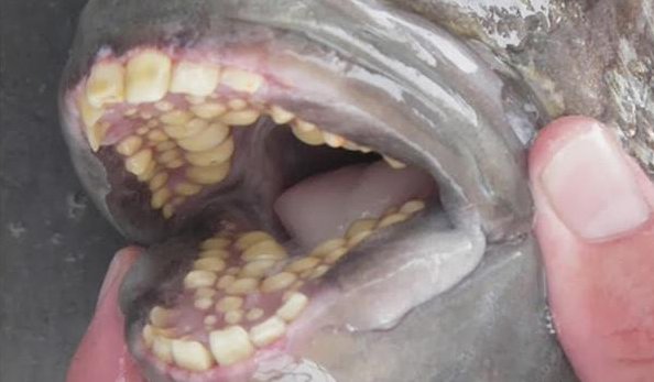 问世间谁的牙齿最牛逼？盘点动物界的那些奇异的牙齿