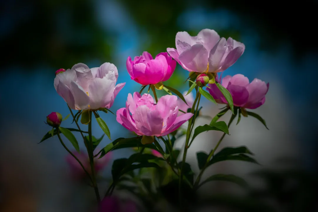 呼伦贝尔撒欢农场：到此赏花正当时