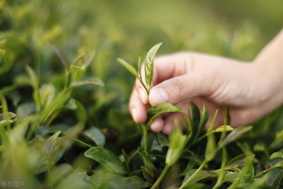 武夷大红袍属于什么茶类，中国十大品牌茶叶