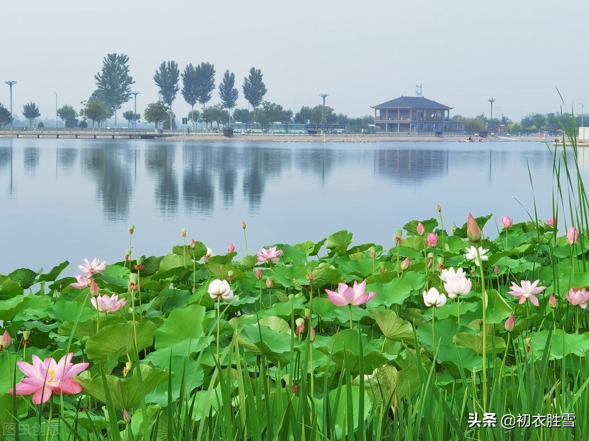 贺知章不只写了回乡偶书二首，他还写了一首荷花，大气乐观-第2张图片-诗句网