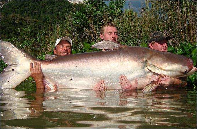 湄公河巨鲶别看它大，但它不吃人